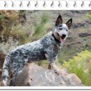 남부켄넬 이미지