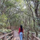 제주와봄 | 봄제주여행 곶자왈, 용머리 해안 유채꽃, 벚꽃 후기