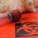 조류 독감 발생하는 이유 봤더니 이미지