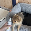 네추럴 그루밍 이미지