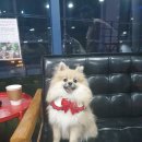 마이달링독 이미지