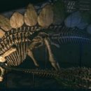 스테고사우루스-1 | 스테고사우루스