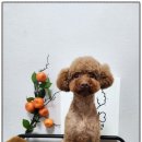 까망댕댕 이미지