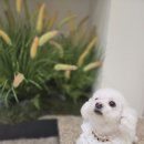 동물병원 누리에뜰 이미지