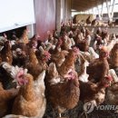 현모농장 연합뉴스