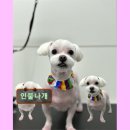 반려동물 애견 미용 이미지