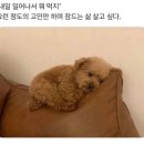 피그몬도넛 이미지