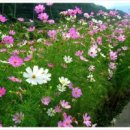 가을바람 Daum카페
