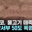 멕시코, 이상고온에 물고기 떼죽음...美 남서부 &#39;50도 폭염&#39; 비상 / YTN 이미지