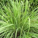 레몬그라스 이미지