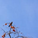 고향생각 이미지