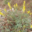 운제산장 이미지