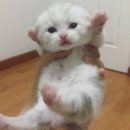 이레동물병원 이미지