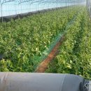 빛고을농장 이미지