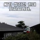 제주 애견동반 넓고 쾌적한 잔디밭 봄꽃 산책길 굳 푸르곤 카페 이미지