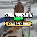 리치크레 | [광명/하안동] 아임룻 || 광명 유일 도마뱀 분양 & 비바리움 샵 / 호텔링서비스