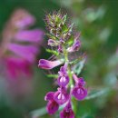 새 며느리 밥풀꽃-Melampyrum setaceum var. nakaianum (Tuyama) T. Yamaz. 이미지