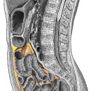 mesentery(창자간막) 이미지