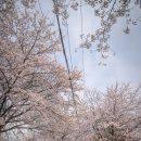 지리산터널펜션 | 산청 경호강&amp;캠프627 캠핑장 명당 F구역! 10x35m 프라이빗 벚꽃 캠핑 후기