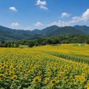 해바라기 - 창원시 마산합포구 | 해바라기