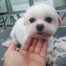 멍 삼촌 이미지