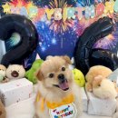 용성길 | 평택 애견 카페 안중 멍토피아 댕댕이 천국