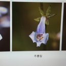 한가득자두농원
