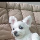 복터진 강아지 이미지