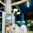 윌리독(wheeliedog) | [김포]‘윌리독’ 강아지 동반 가능한 노을 이쁜 라이더카페(대형견O)
