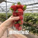 플랜비(PLANB) | 부산 실내 아이랑 딸기 체험 플랜비에서 딸기따기