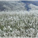 10/10(일)☞영남알프스 간월산, 신불산, 영축산, 억새 산행. ★리무진★ 이미지