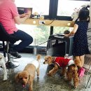 뽀도독 애견카페 이미지