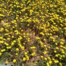 계양산산림욕장(장미원) 이미지