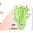 뿌리의 구조와 하는 일 이미지