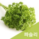 파슬리 이미지