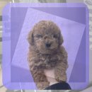 가축유전자원센터 동물병원 | 수서 동물보호센터 블랙탄포메라니안입양 후기와 지역 정보