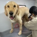 한양동물병원(출장전문) | 대구 대형견 출장미용&amp;목욕 전문[멍즈니랜드] 이용후기 골든리트리버 출장미용•목욕