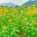 (여행) "태양을 사랑해버린 꽃!" 이번 여름 가봐야하는 국내 해바라기 명소 이미지