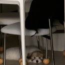 봉식이 네이버블로그