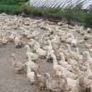 사계절자연방목농장 이미지