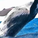 고래리퍼블릭 이미지