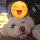 펫츠아일랜드세종나성점