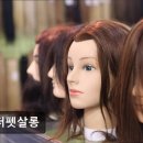 더펫살롱 네이버블로그