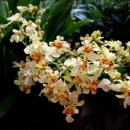 환타지아 이미지