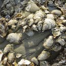 백억환경 이미지