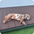 테디 켄넬(TEDDY KENNEL) 네이버블로그
