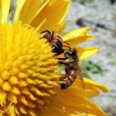 벌떼축산 이미지