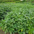 은영가족농장 이미지