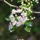 소림사유치원 이미지