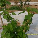 블랙 커런트 꽃이 피네요.. 이미지